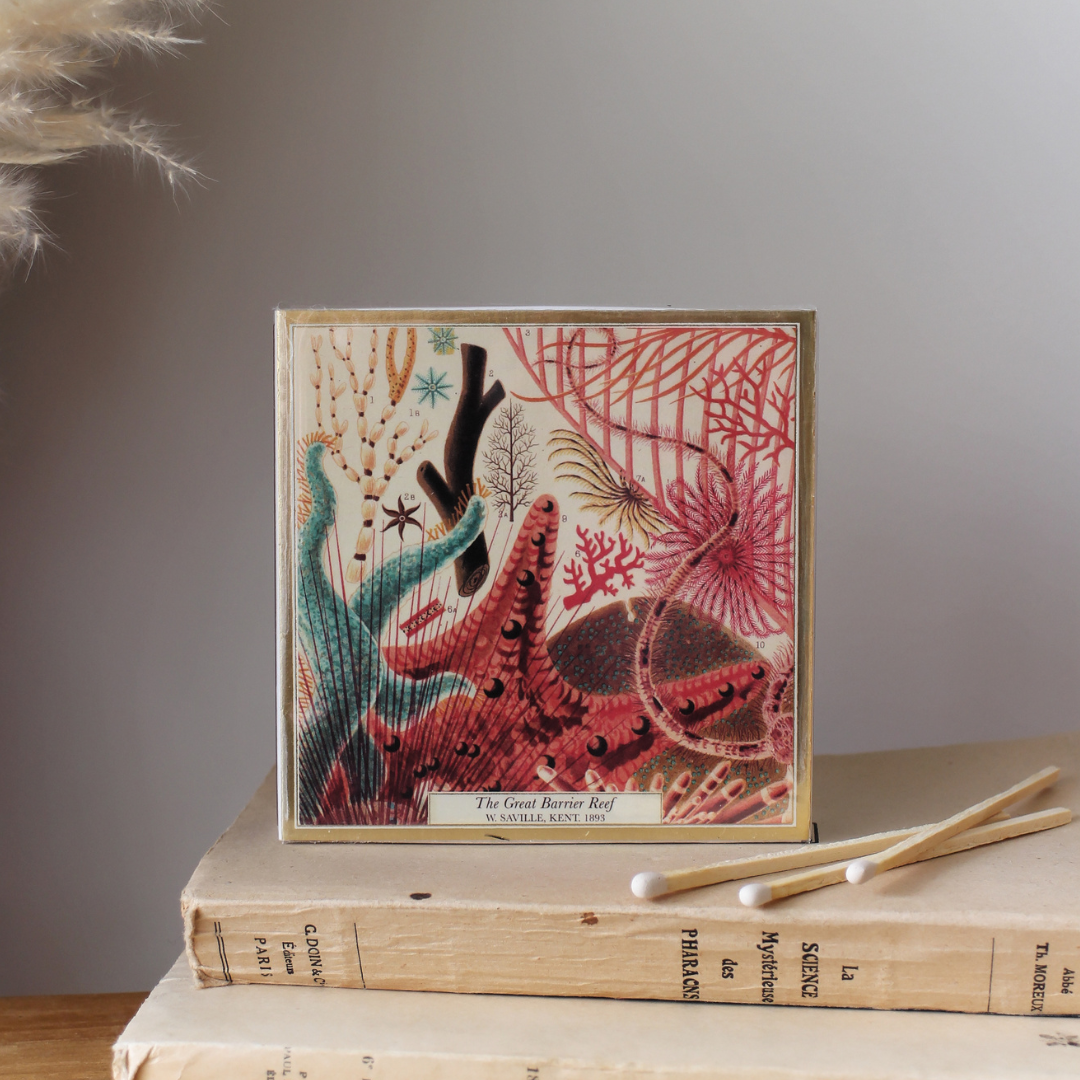 Allumettes Archivist Gallery : "La Grande Barrière de Corail"
